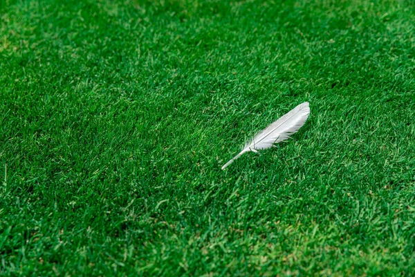 绿色草坪背景上的白色羽毛 — 图库照片