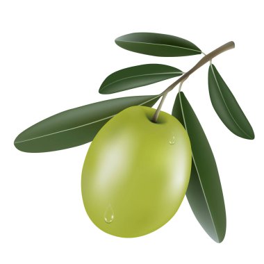 Yeşil zeytinli üç boyutlu gerçekçi zeytin dalının vektör çizimi ve beyaz arka planda izole edilmiş çiy damlaları. Reklam, baskı, afiş, poster, ambalaj için kullanılabilir. Eps 10.