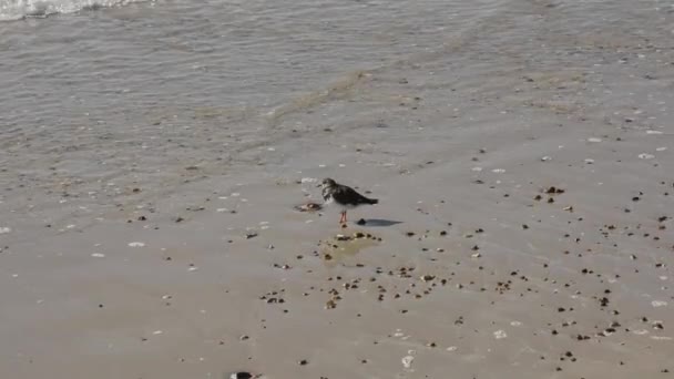 Piaskownica Zwyczajna Charakterystyczną Akcją Karmienia Brzegu Wody Piaszczystej Plaży Actitis — Wideo stockowe