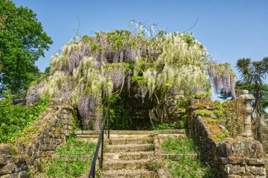 Eski aşınmış basamakları ve taş duvarları olan Wisteria bitkisi yol üzerinde büyüyor. İngiliz kır bahçesinde.