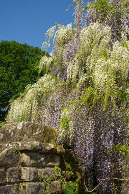 Wisteria bitkisi İngiliz kır bahçesindeki eski taş duvarın üzerinde büyüyor..