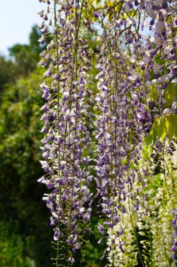 Wisteria bitkisi güneş ışığında çiçek açıyor..