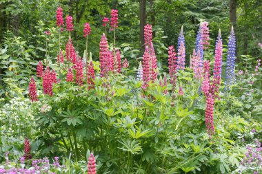 Red and blue Lupin flowers (Lupinus polyphyllus) in English country garden. clipart