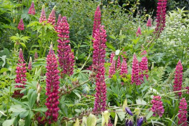 İngiliz kır bahçesinde Kırmızı Lupin çiçekleri (Lupinus polyphyllus).