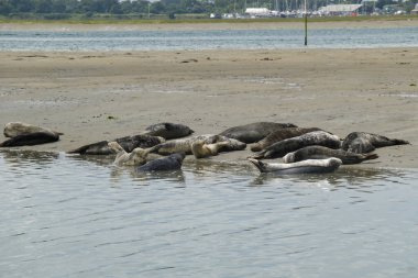 Batı Sussex, İngiltere 'deki Chichester Limanı' ndaki çamur sahili üzerinde dinlenen Common or Harbour Seals (Phoca vitulina).