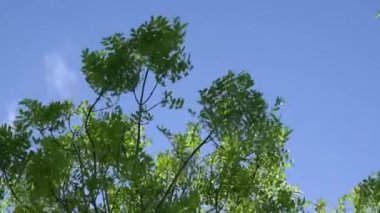 Kül ağaçları güçlü rüzgarda esiyor ve sallanıyor. İngiltere