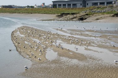 Batı Sussex, İngiltere 'deki Shoreham' daki Adur nehri. Brighton Havaalanı 'nda yeni depoları var. Dalgalar çekildi. Çamurdaki kuşlar.