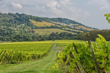 İngiltere 'nin Surrey kentindeki Dorking' de, North Downs 'ta Box Hill' in yayan üzüm bağları..