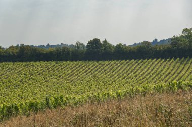 Rows of grape vines at Dorking, Surrey, England. clipart