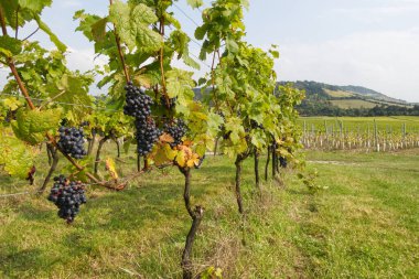 İngiltere, Surrey 'deki üzüm bağlarında yetişen siyah şarap üzümlerini kapatın.