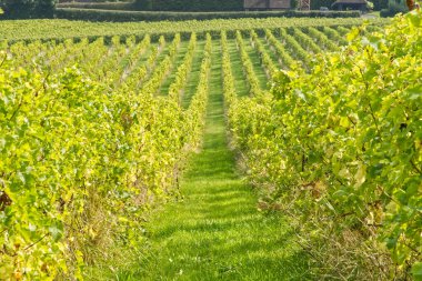 Rows of vines in vineyard at Dorking, Surrey, England. clipart