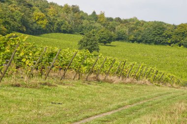 İngiltere 'nin Surrey kentindeki Dorking' in kuzey yamaçlarındaki üzüm bağlarında sıralanmış üzüm bağları.