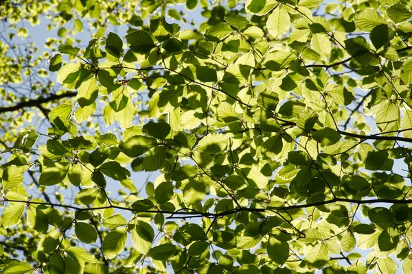 Bahar güneşinde kayın ağacı yaprakları. Batı Sussex, İngiltere