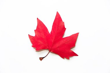 beyaz arkaplanda kuru kırmızı akçaağaç yaprakları, izole