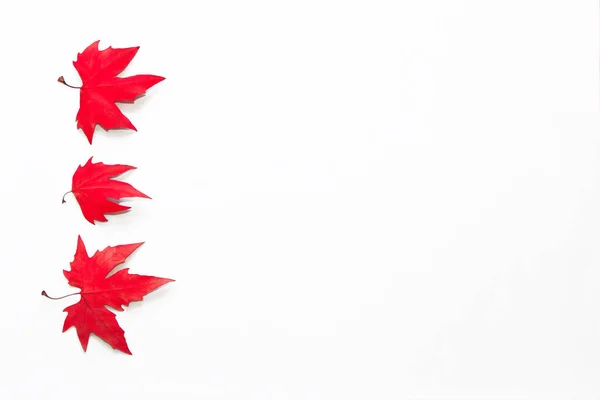 Foglie Acero Rosso Secco Uno Sfondo Bianco Isolare — Foto Stock