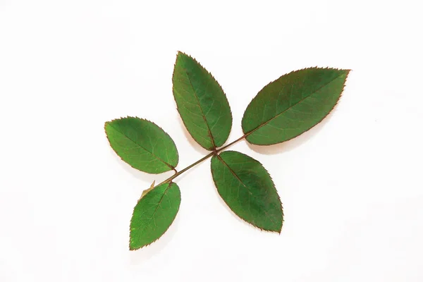 白を基調とした天然緑のバラの葉 — ストック写真