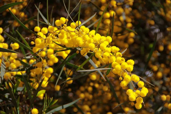 Kis Sárga Mimóza Virágok Háttérben Zöld Levelek Kertben — Stock Fotó