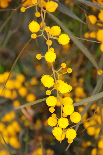 Pequeñas Flores Mimosa Amarillas Sobre Fondo Hojas Verdes Jardín — Foto de Stock