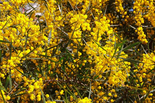 Pequenas Flores Mimosa Amarelas Fundo Folhas Verdes Jardim — Fotografia de Stock