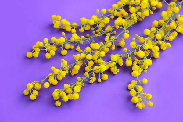 Małe Żółte Kwiaty Mimozy Zielonych Gałęziach Fioletowym Tle — Zdjęcie stockowe