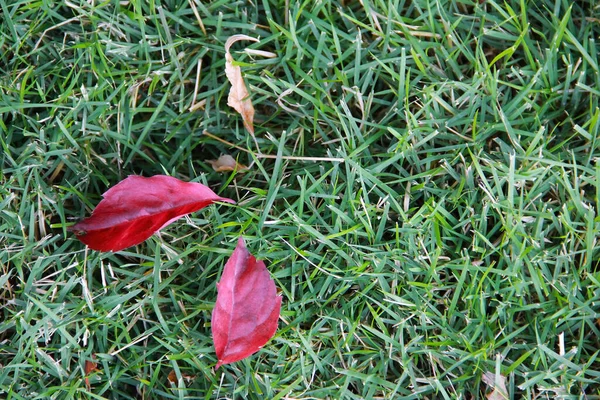 Dry Autumn Pink Leaves Tree Lie Green Grass — Stock Photo, Image