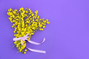 Mor arka planda pembe fiyonklu sarı mimoza çiçekleri.