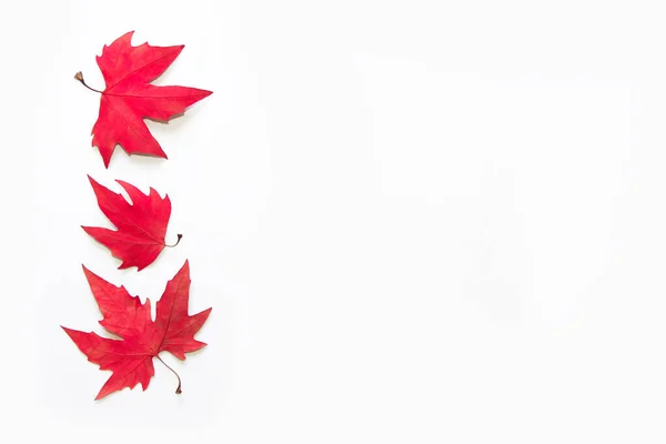 Suchý Podzim Červené Javorové Listy Bílém Pozadí — Stock fotografie