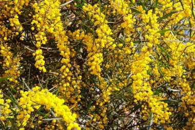 Bahçedeki ağaç dalları üzerinde doğal sarı mimoza çiçekleri.