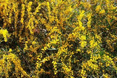 Bahçedeki ağaç dalları üzerinde doğal sarı mimoza çiçekleri.
