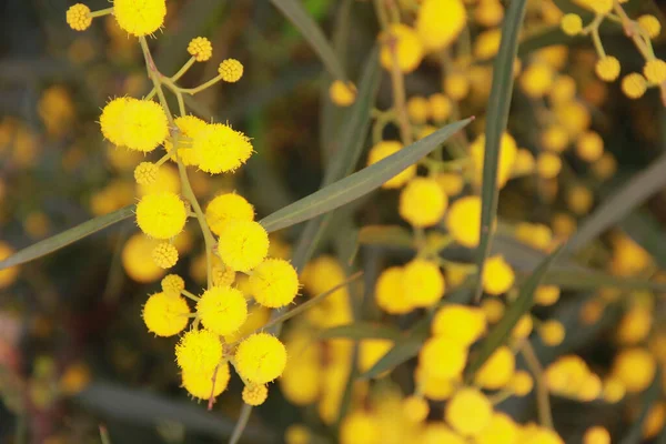 Kis Virágok Természetes Sárga Mimóza Ágak Kertben — Stock Fotó