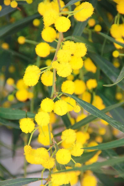 Kis Virágok Természetes Sárga Mimóza Ágak Kertben — Stock Fotó