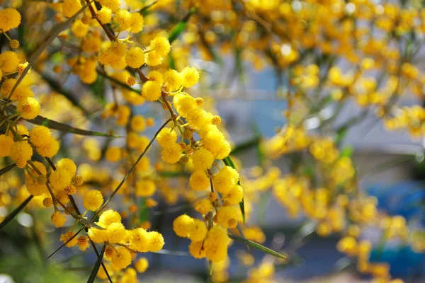 Bahçedeki Ağaç Dalları Üzerinde Doğal Sarı Mimoza Çiçekleri — Stok fotoğraf
