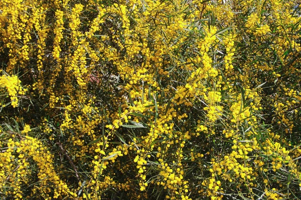 Μικρά Άνθη Από Φυσική Κίτρινη Μιμόζα Κλαδιά Δέντρων Στον Κήπο — Φωτογραφία Αρχείου