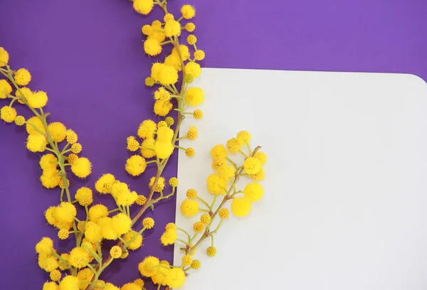 Вітальна Листівка Гілками Натуральної Жовтої Мімози Білому Фіолетовому Фоні Стокова Картинка