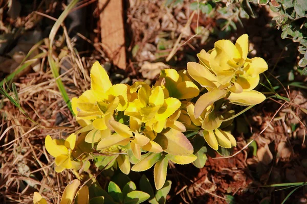 Kahverengi Arka Planda Sarı Yapraklı Kalanchoe Bitkisi — Stok fotoğraf