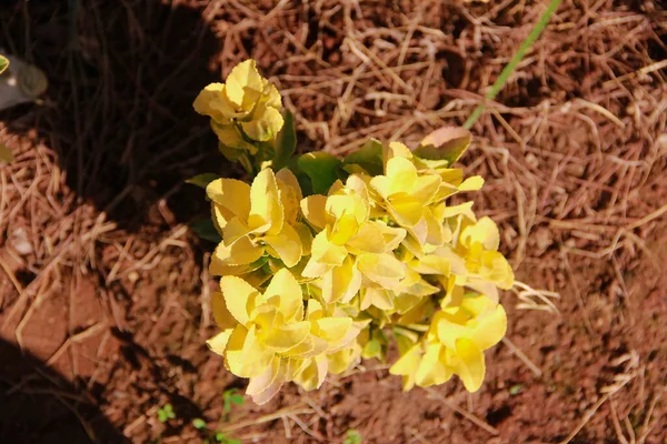 Каланхое Растение Желтыми Листьями Коричневом Фоне — стоковое фото