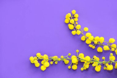 Mor arka planda yeşil dallar üzerinde doğal sarı mimoza çiçekleri.