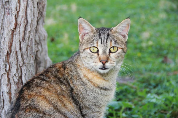 Seekor Kucing Jalanan Berwarna Warni Dengan Mata Kuning Duduk Taman — Stok Foto