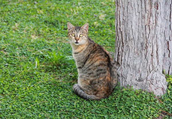 Seekor Kucing Jalanan Berwarna Warni Dengan Mata Kuning Duduk Taman — Stok Foto