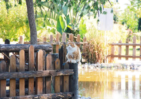 Kucing Merah Putih Jalan Duduk Pagar Kayu Taman — Stok Foto