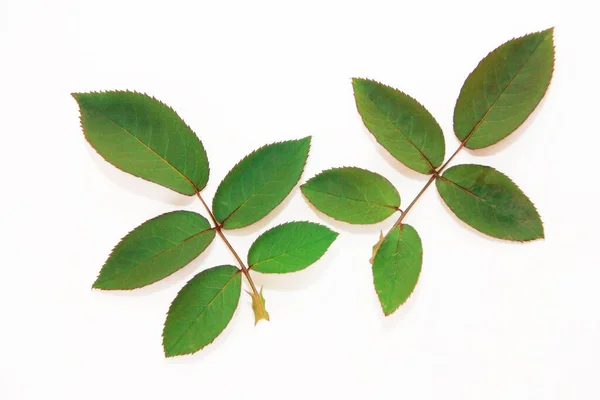 白い背景に枝に静脈を持つ植物の緑の葉 — ストック写真