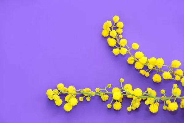 Маленькі Квіти Натуральної Жовтої Мімози Зелених Гілках Фіолетовому Фоні — стокове фото