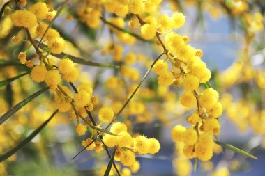 Bitkinin dallarındaki doğal mimozanın küçük yuvarlak sarı çiçekleri bahçedeki yeşil yaprakların arka planına karşı