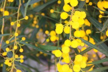 Bitkinin dallarındaki doğal mimozanın küçük yuvarlak sarı çiçekleri bahçedeki yeşil yaprakların arka planına karşı