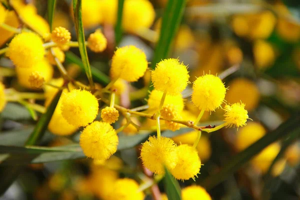 Kis Kerek Sárga Virágok Természetes Mimóza Ágak Növény Hátterében Zöld — Stock Fotó