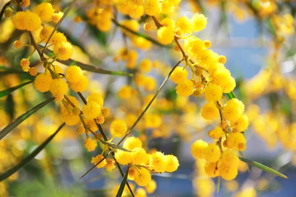 Bitkinin Dallarındaki Doğal Mimozanın Küçük Yuvarlak Sarı Çiçekleri Bahçedeki Yeşil — Stok fotoğraf
