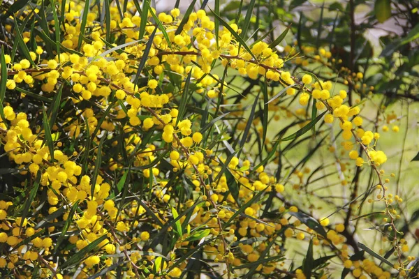 Kis Kerek Sárga Virágok Természetes Mimóza Ágak Növény Hátterében Zöld — Stock Fotó