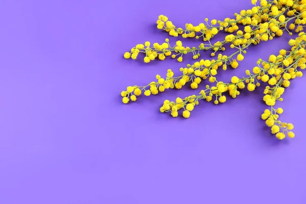 Malé Kulaté Květy Přírodní Žluté Mimózy Větvích Purpurovém Pozadí — Stock fotografie
