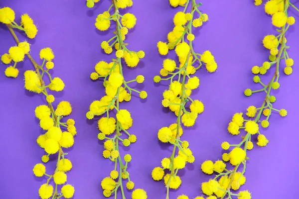 Małe Okrągłe Kwiaty Naturalnej Żółtej Mimozy Gałęziach Fioletowym Tle — Zdjęcie stockowe