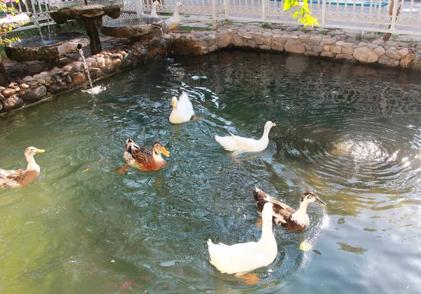 Pássaros Coloridos Patos Nadar Lago — Fotografia de Stock